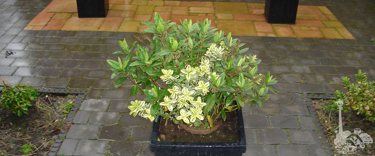 Pluim Bestrating BV